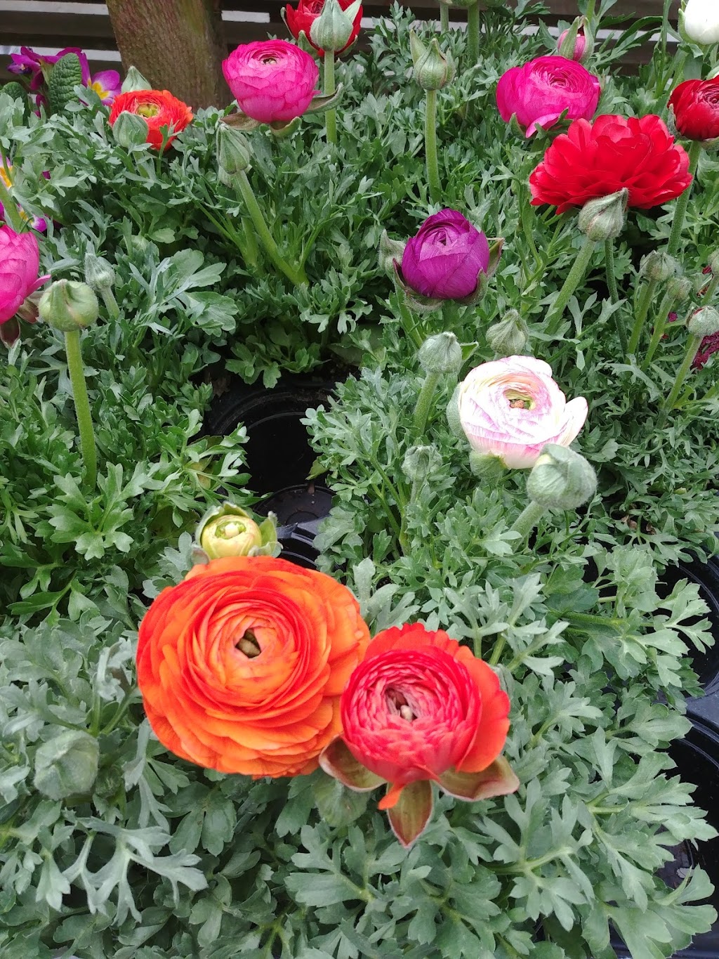 Springtime Garden Centre | 5300 Yukon Ave, Powell River, BC V8A 4H4, Canada | Phone: (604) 483-3681