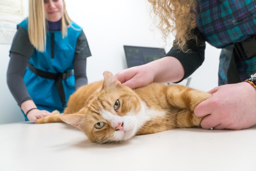 Alpenlofts Veterinary Hospital | 40775 Tantalus Rd, Squamish, BC V8B 0N2, Canada | Phone: (604) 815-0057