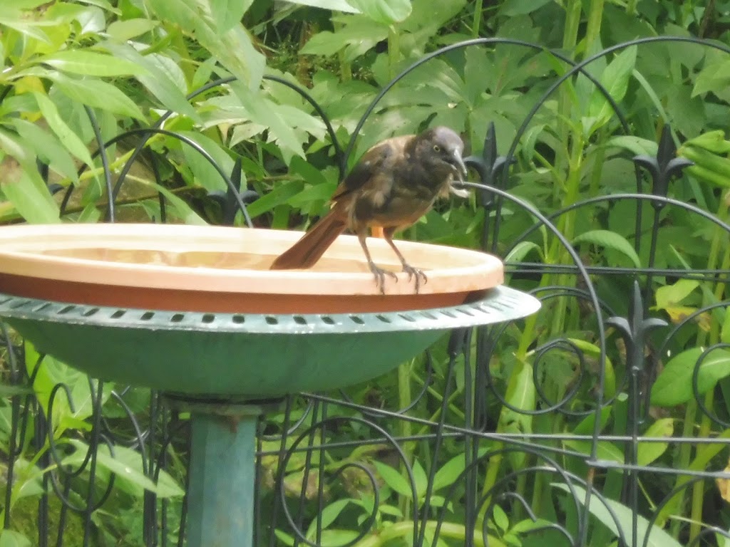 Club Des Ornithologues | CP 53059 Québec La Canardière, Québec, QC G1J 5K3, Canada | Phone: (418) 847-7645