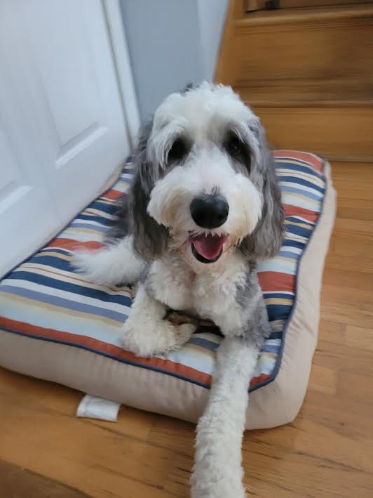 Sisters Doggy Daycare & Boarding | Grattan Rd, Sainte-Anne-de-Kent, NB E4S 1B5, Canada | Phone: (506) 521-0649