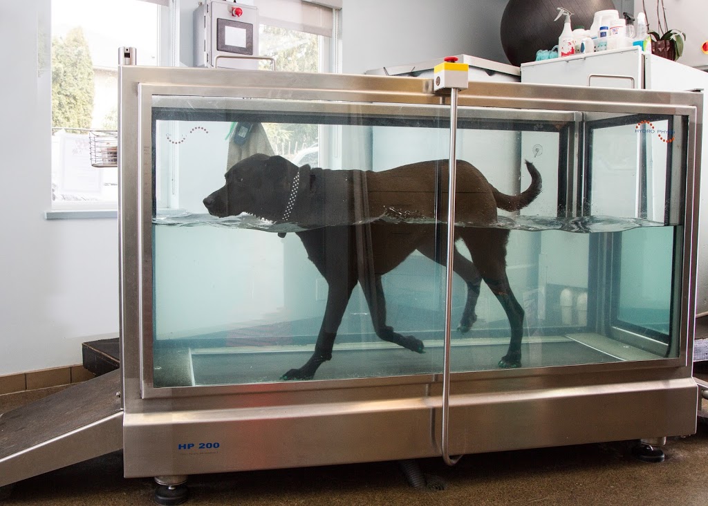 Hillside Veterinary Hospital | 1700 Kings Rd, Victoria, BC V8R 2P1, Canada | Phone: (250) 598-4477