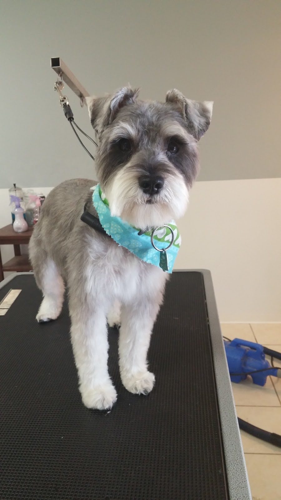 Bark! Boutique | 111 RR 20, Fonthill, ON L0S 1E3, Canada | Phone: (289) 690-2275