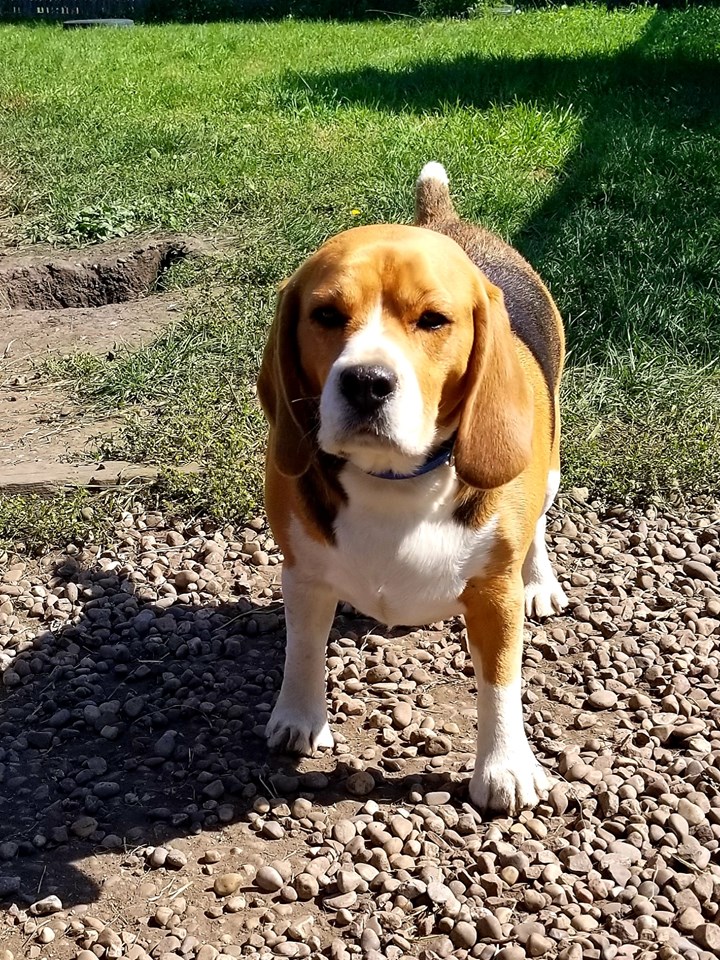 Love Your Pet Animal Care Professionals | 10213 Township Rd 284A, Crossfield, AB T0M 0S0, Canada | Phone: (403) 265-7387