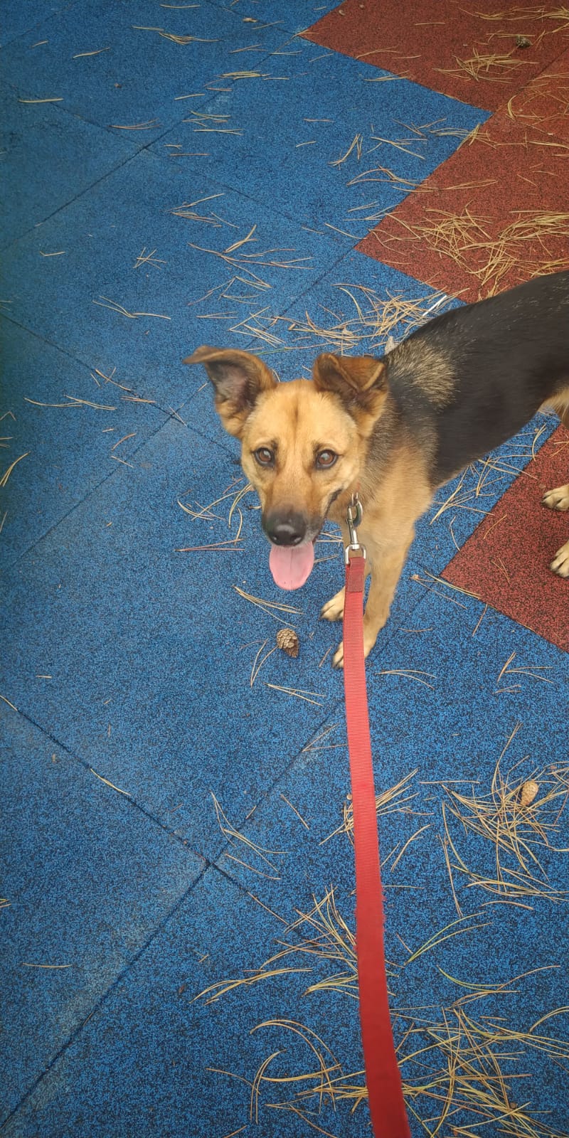 Dogs R the Best | 19 Mortimer Ct, Thornhill, ON L4J 2P7, Canada | Phone: (416) 278-7669