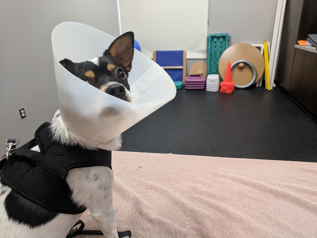 Bridgwater Veterinary Hospital & Wellness Center | 100-350 North Town Road, Winnipeg, MB R3Y 0Y4, Canada | Phone: (204) 452-0911