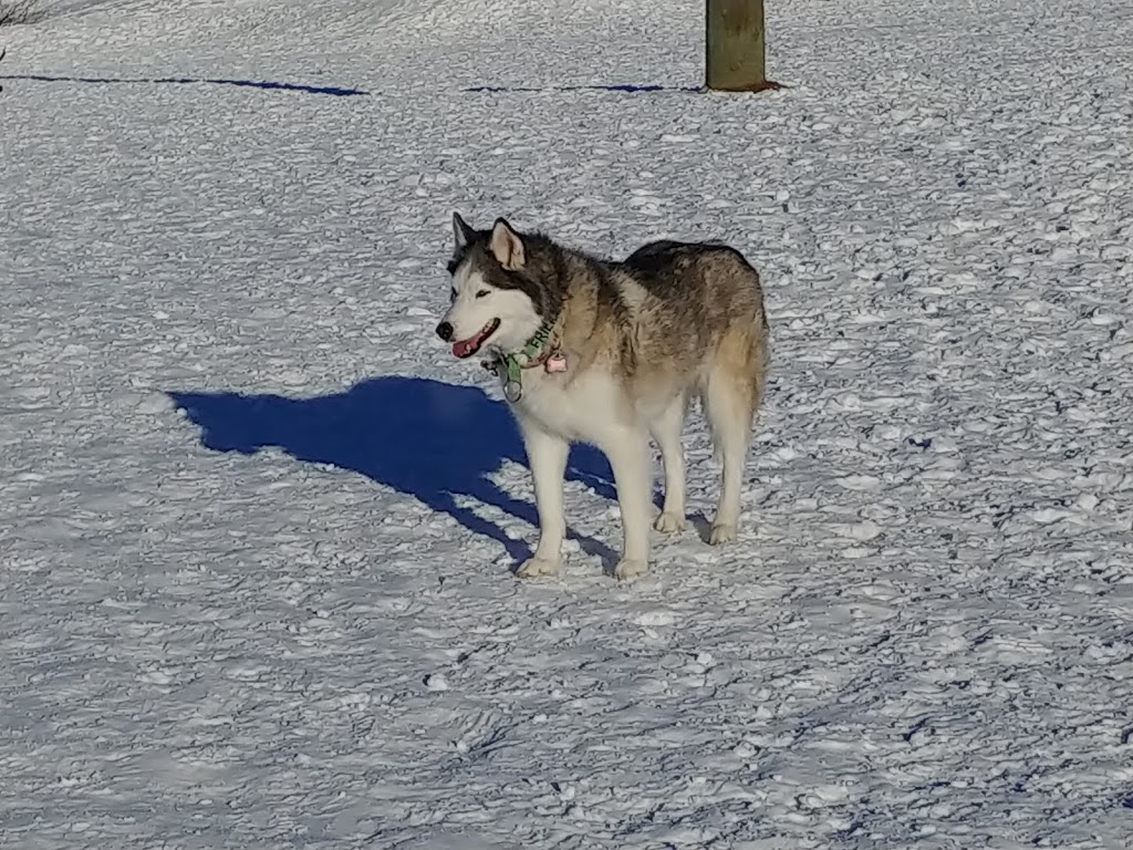 Auburn Bay Dog Park | 252 Auburn Bay Dr SE, Calgary, AB T3M, Canada | Phone: (403) 268-2489