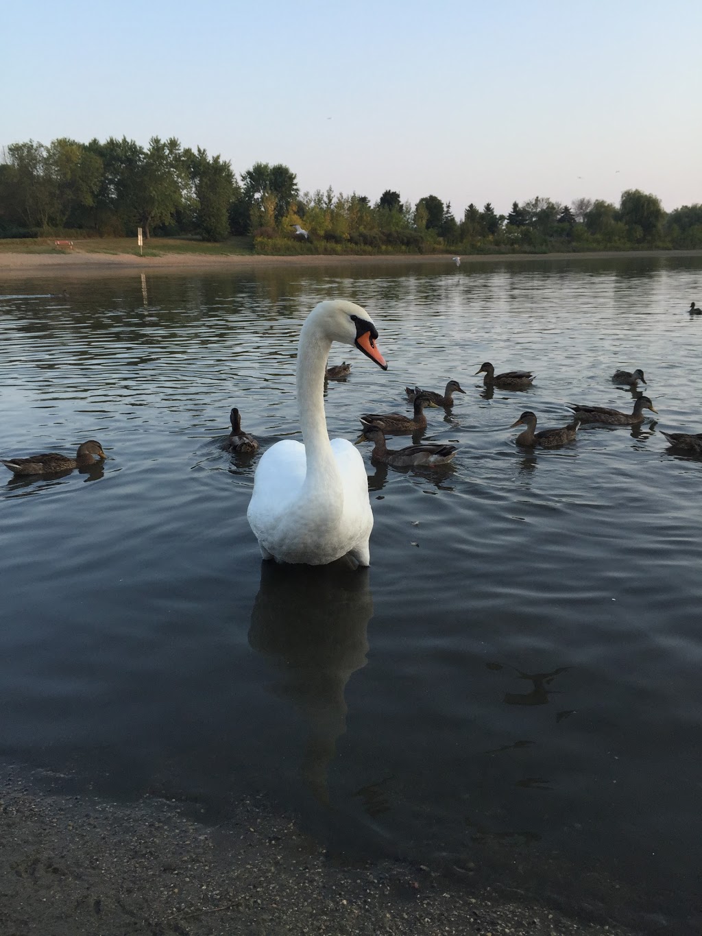 AE Crookes Park | 140 Lakefront Promenade, Mississauga, ON L5E 3G9, Canada