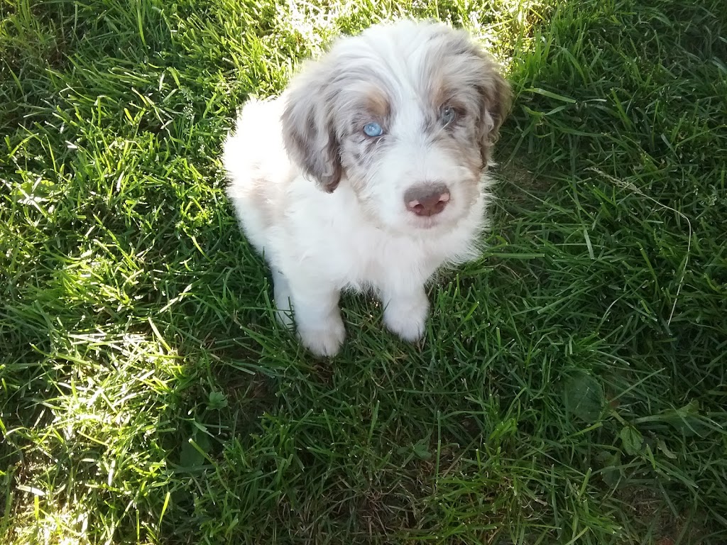 Une Belle Vie De Chien | 9500 Rang Sainte-Marguerite, Saint-Philibert, QC G0M 1X0, Canada | Phone: (418) 222-5551