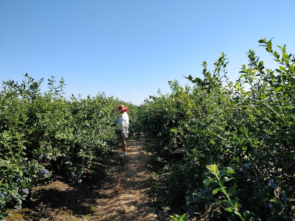 Doremi Blueberry Farm | 20006 Old Dewdney Trunk Rd, Pitt Meadows, BC V3Y 1Z1, Canada | Phone: (778) 886-9237