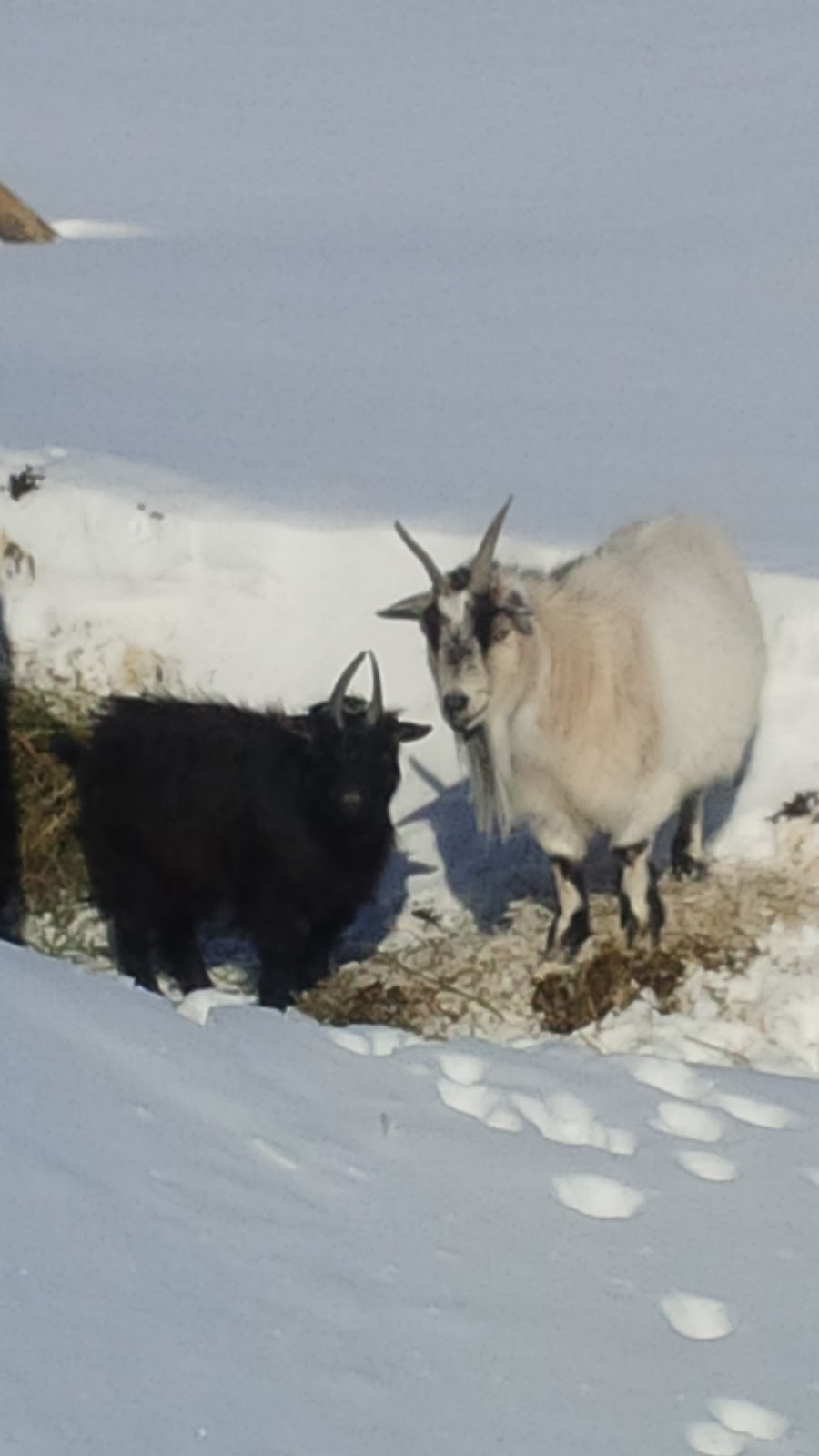 Cooks Creek Farm | 28098 Sapton Rd Box60 Grp17 RR2, Dugald, MB R0E 0K0, Canada | Phone: (204) 299-7299