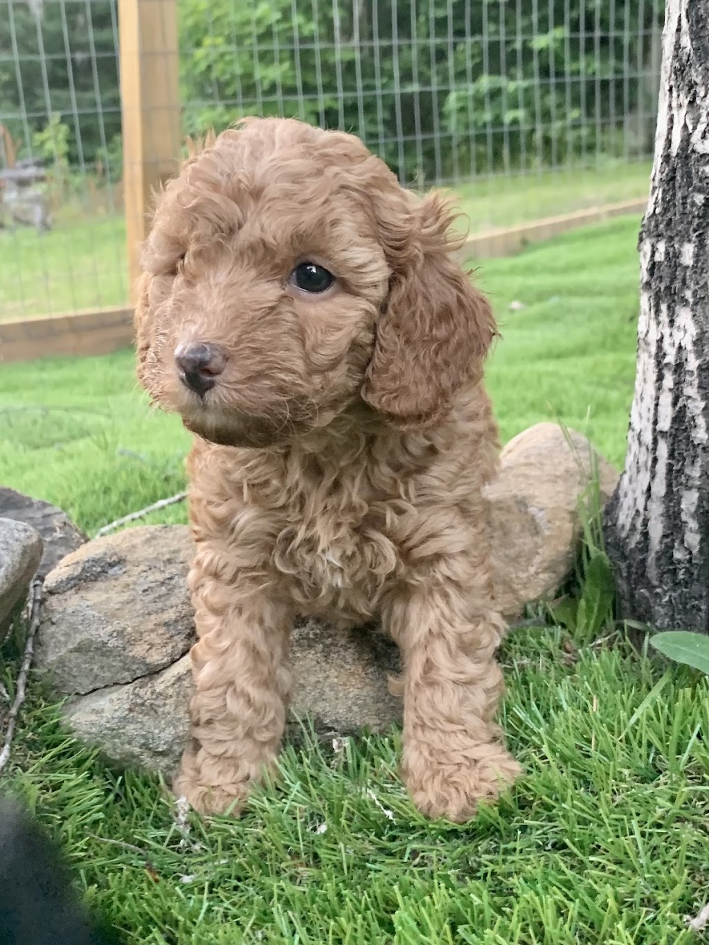 Almaguin Poodles | Peggs Mountain Rd, Burks Falls, ON P0A 1C0, Canada | Phone: (705) 380-5040