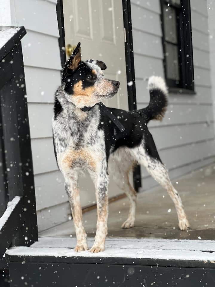 Canine daredevils academy | 42 R. Julie, Coteau-du-Lac, QC J0P 1B0, Canada | Phone: (438) 862-9033