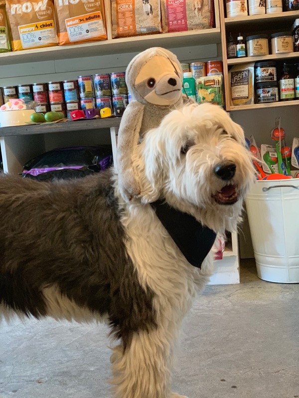 The Dog Bowl | 984 Dundas St W, Toronto, ON M6J 1W6, Canada | Phone: (416) 645-2695