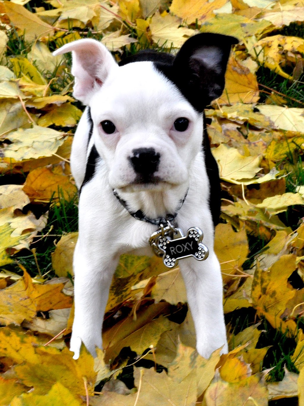 Bark Busters In Home Dog Training - Montreal | 615 Av. Clarke, Westmount, QC H3Y 3E5, Canada | Phone: (514) 592-1222