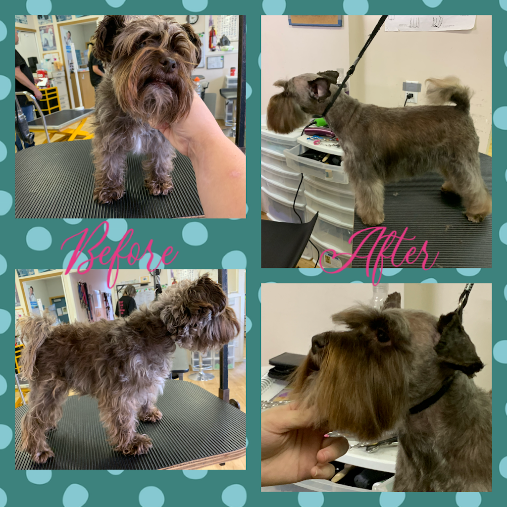 The Dogs Paw | 1423 Brunette Ave #207, Coquitlam, BC V3K 7A2, Canada | Phone: (778) 879-7694