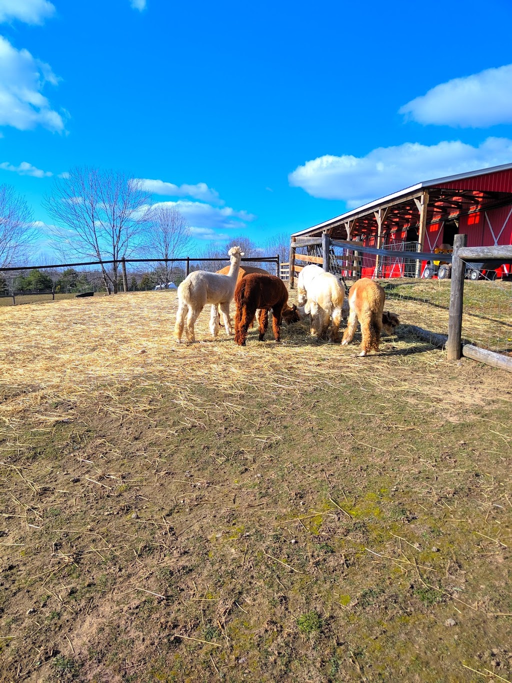 Twistlane Alpacas | 1570 Concession 3 Rd, Goodwood, ON L0C 1A0, Canada | Phone: (416) 818-7841