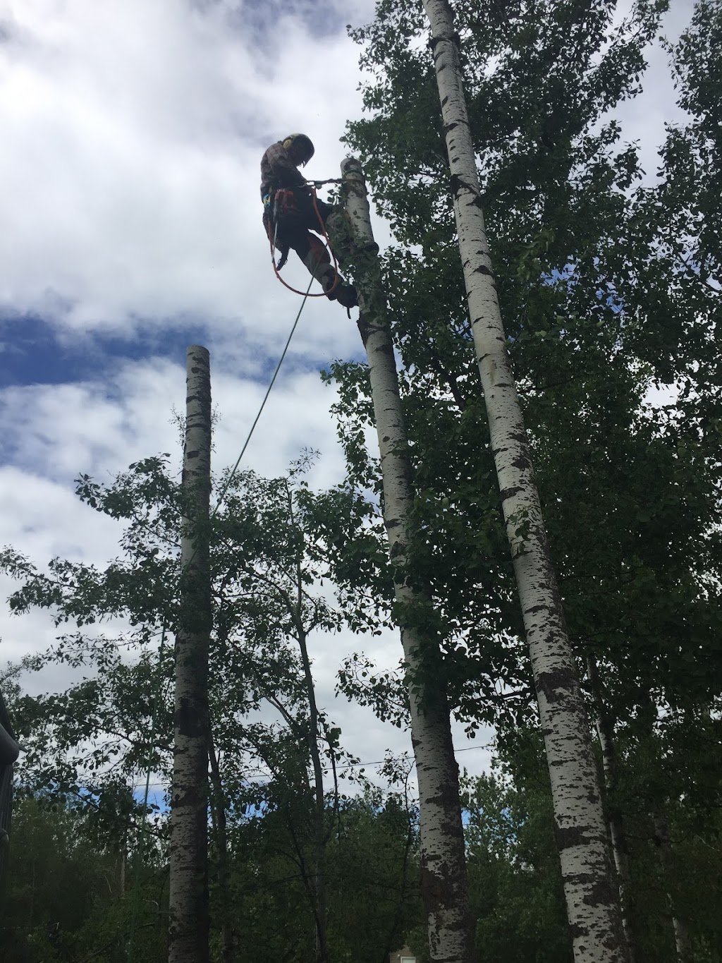 City Tree Service | 10910 69 Ave NW, Edmonton, AB T6H 2E5, Canada | Phone: (780) 271-8733