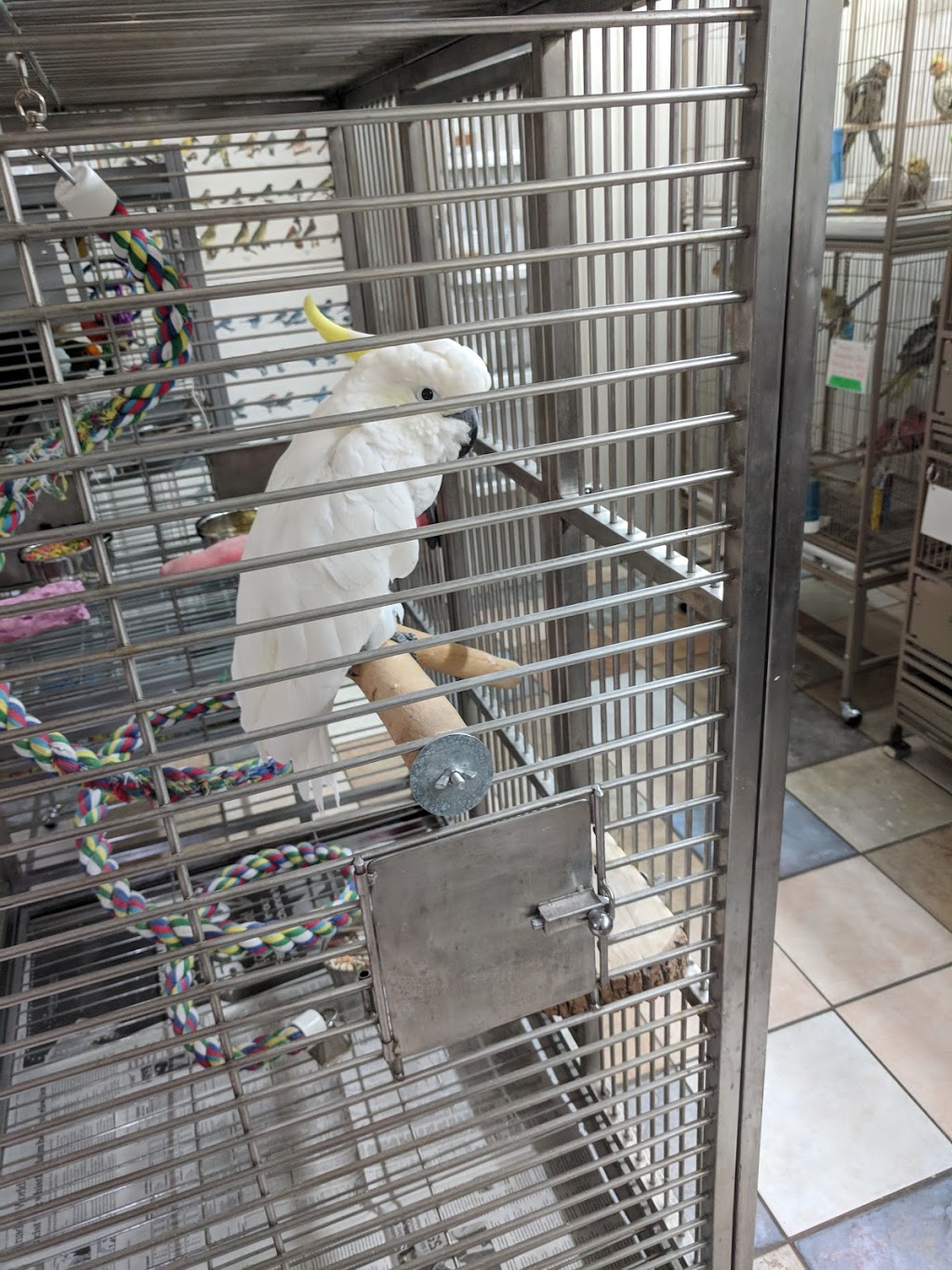 Exotic Wings & Pet Things | 3561 Lobsinger Line, St. Clements, ON N0B 2M0, Canada | Phone: (888) 276-0031