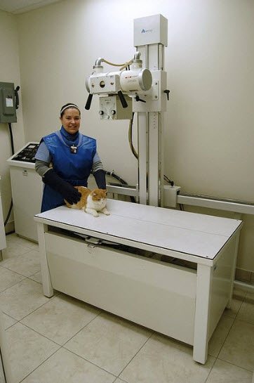 MacKays Animal Hospital | 5014 New St Unit 1, Burlington, ON L7L 1V1, Canada | Phone: (905) 632-0490