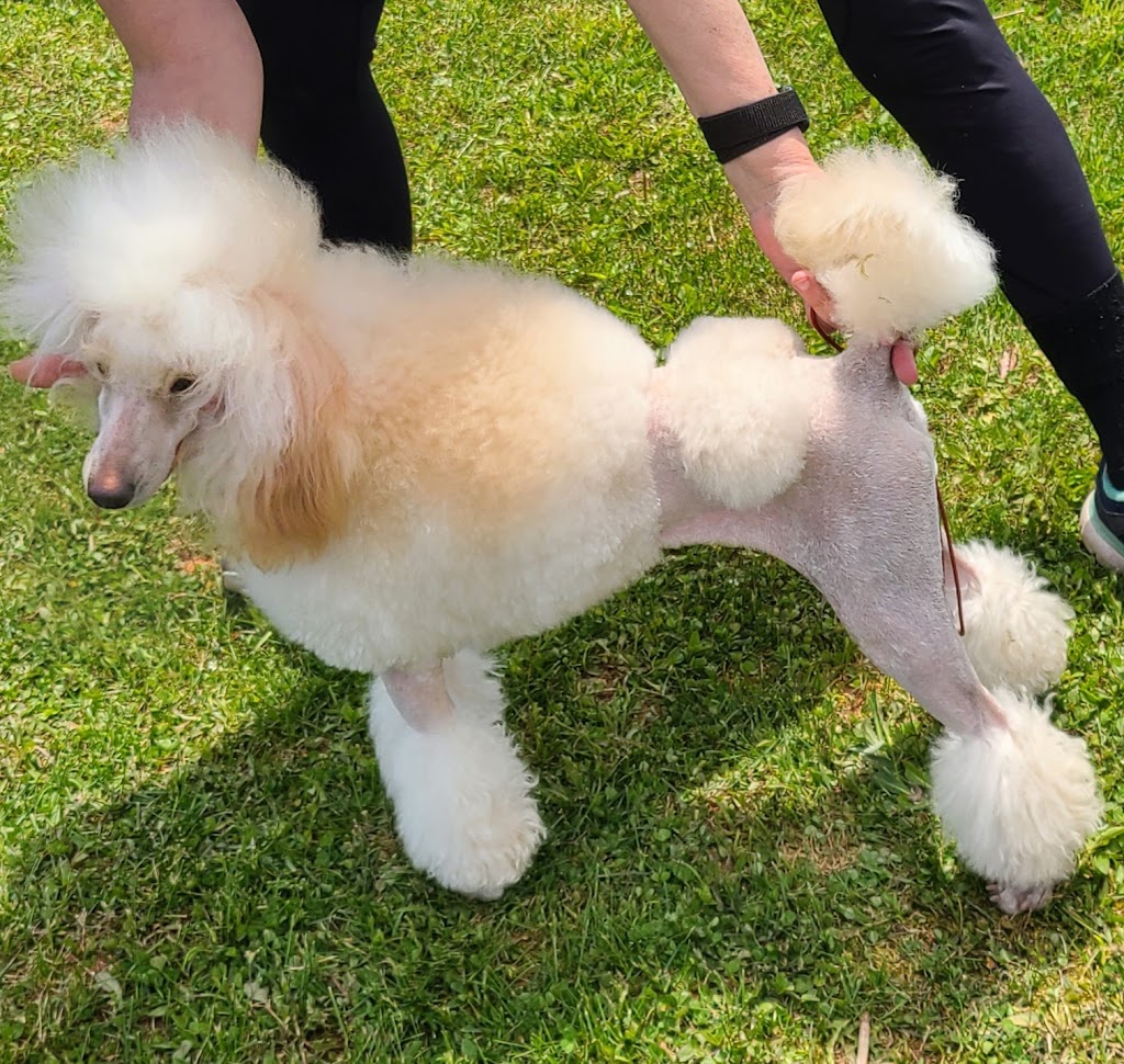 LeeAnns Poodles | 277 Line of Lot Rd, Souris, PE C0A 2B0, Canada | Phone: (902) 687-1370