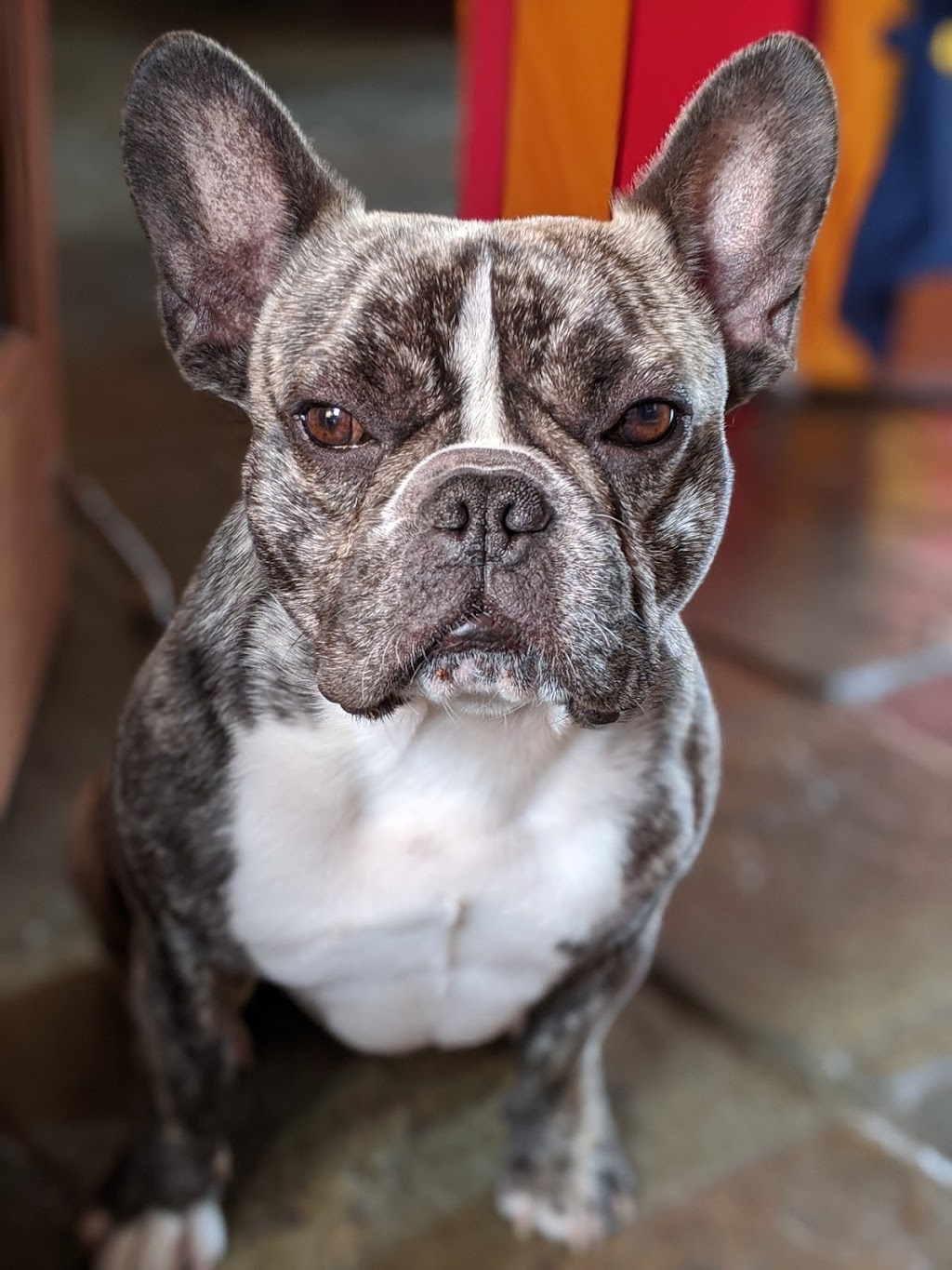 La Miellerie du Petit Bulldog | 808 Rue Saint Pierre S, Saint-Constant, QC J5A 2A7, Canada | Phone: (514) 996-9830