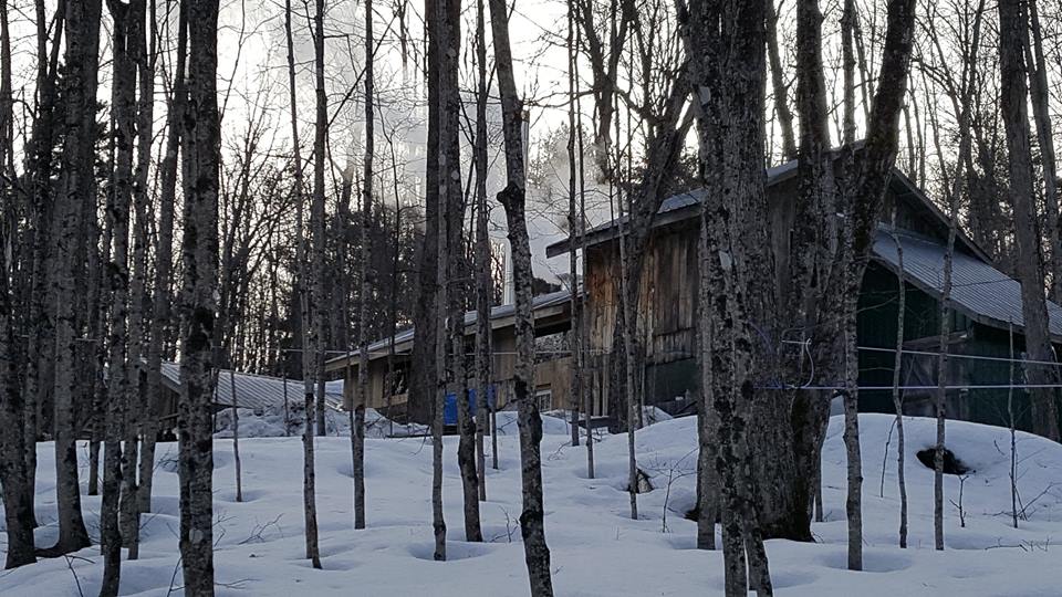 Rileys Northern Gold | 1011 Hard Wood Ln, Wilberforce, ON K0L 3C0, Canada | Phone: (705) 448-2669