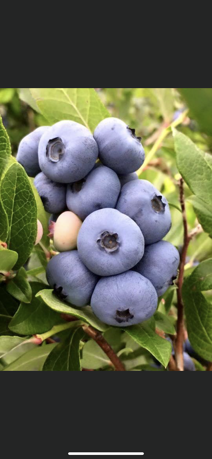ferme aux petits fruits | 292 Rang de la Rivière Blanche, Saint-Alban, QC G0A 3B0, Canada | Phone: (418) 283-2878
