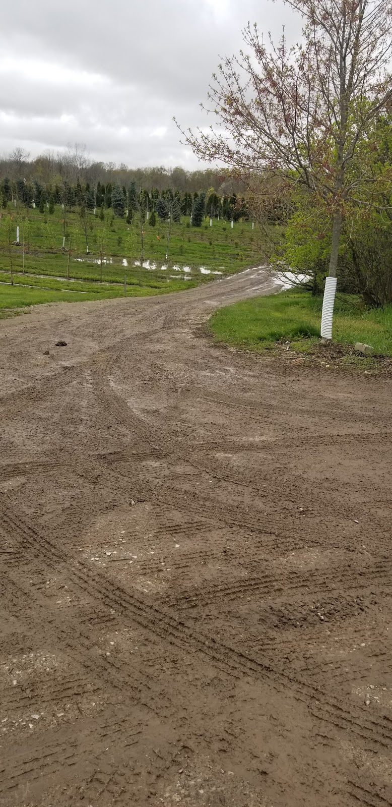 Cedarbrook Tree Farm | 10326 Hedley Dr RR#2, Ilderton, ON N0M 2A0, Canada | Phone: (519) 495-4778