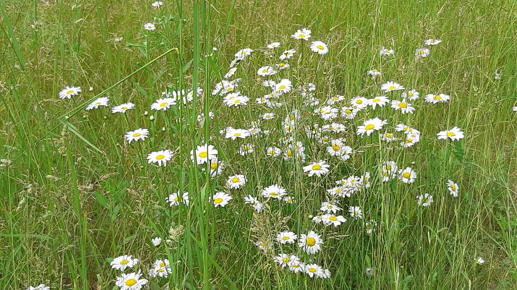 Komoka Provincial Park - The Ponds | 22290 Komoka Rd, Middlesex Centre, ON N0L, 22290 Komoka Rd, Middlesex Centre, ON N0L, Canada | Phone: (519) 874-4691