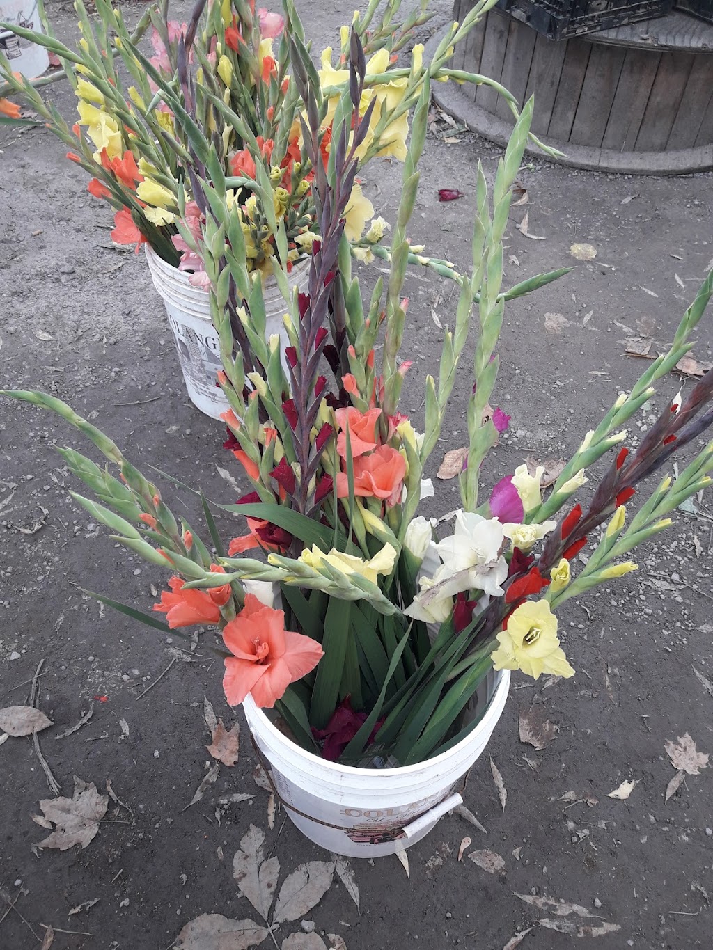 Van Grootheest Farm | 48 Stanley St, Bloomfield, ON K0K 1G0, Canada | Phone: (613) 393-2077