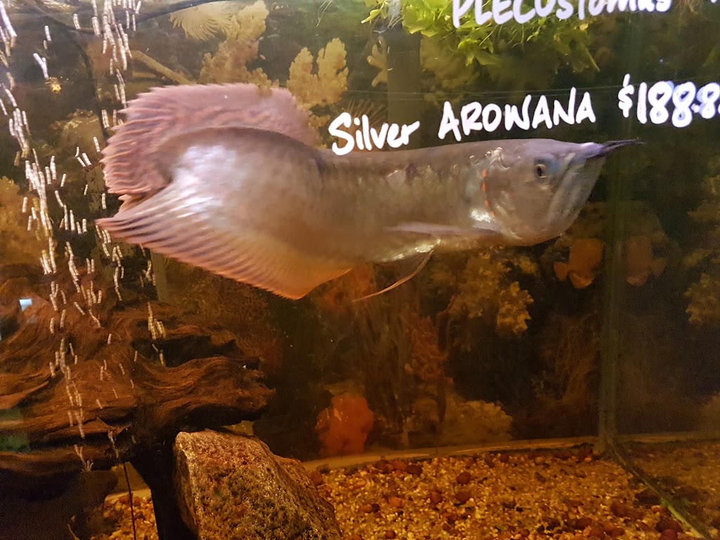 Bird Shop & Aquariums | 1034 Main St, Winnipeg, MB R2W 3R1, Canada | Phone: (204) 582-1370