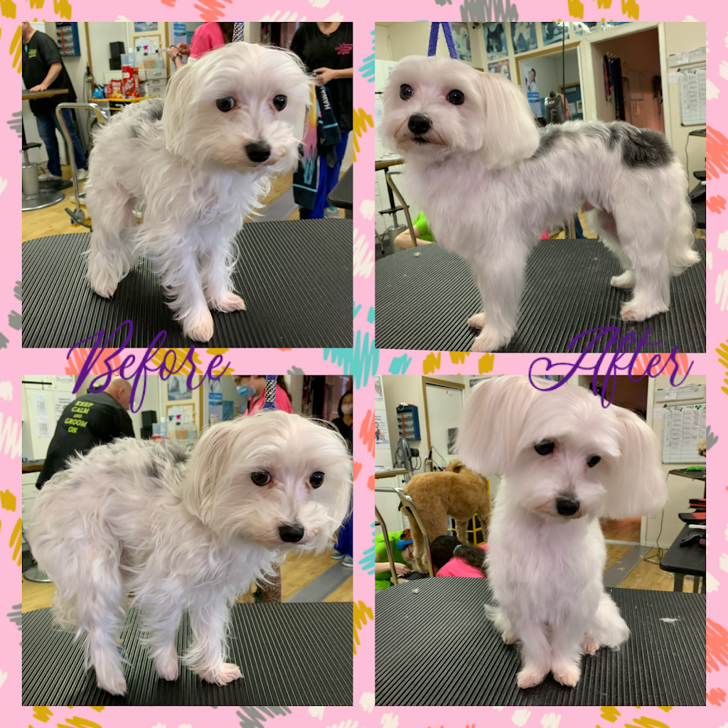 The Dogs Paw | 1423 Brunette Ave #207, Coquitlam, BC V3K 7A2, Canada | Phone: (778) 879-7694