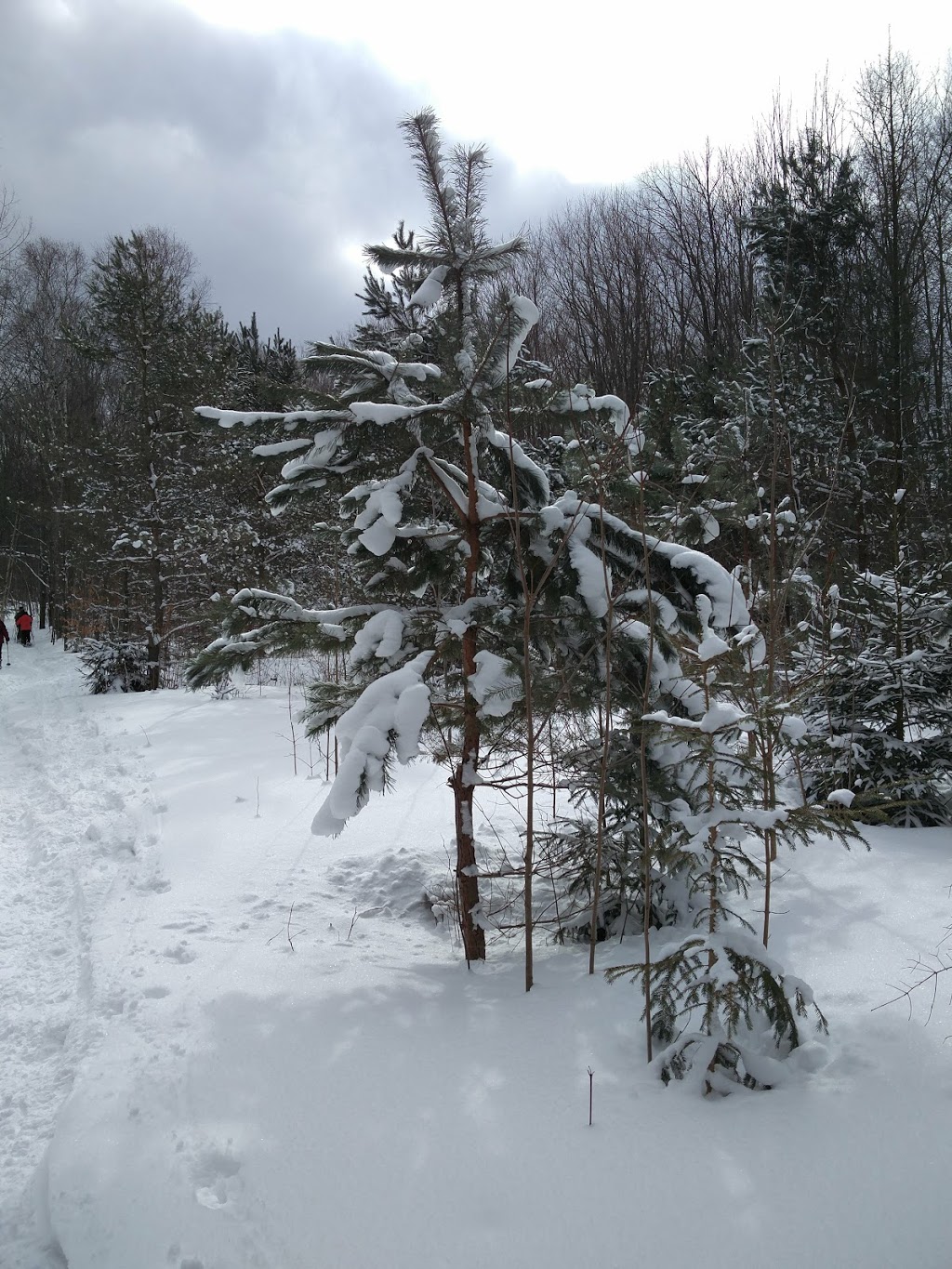 Copeland Forest | Ingram Rd, Hillsdale, ON L0L 1V0, Canada | Phone: (705) 725-7500