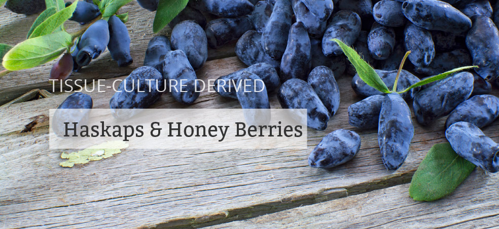 Agriforest Bio-Technologies Ltd | 4290 Wallace Hill Rd, Kelowna, BC V1W 4B6, Canada | Phone: (250) 764-2224