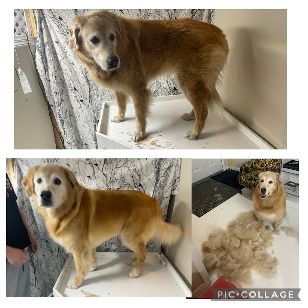 Top knotch companion dog grooming | 404 2 Ave, Keoma, AB T4A 1G6, Canada | Phone: (403) 700-8486