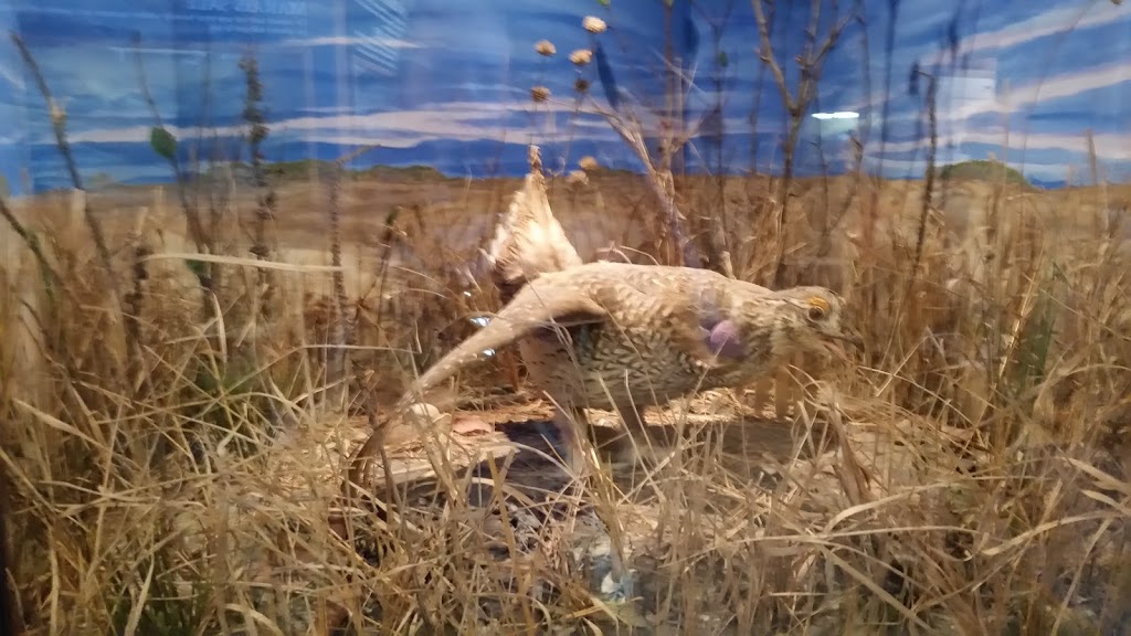 Oak Hammock Marsh Interpretive Centre | 1 Snow Goose Bay, Stonewall, MB R0C 2Z0, Canada | Phone: (204) 467-3300