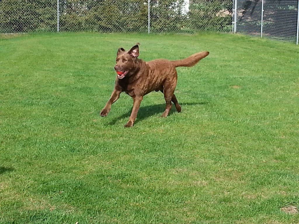 Birchview Dog Boarding | 1491 Windham Road 2, Scotland, ON N0E 1R0, Canada | Phone: (226) 387-3003