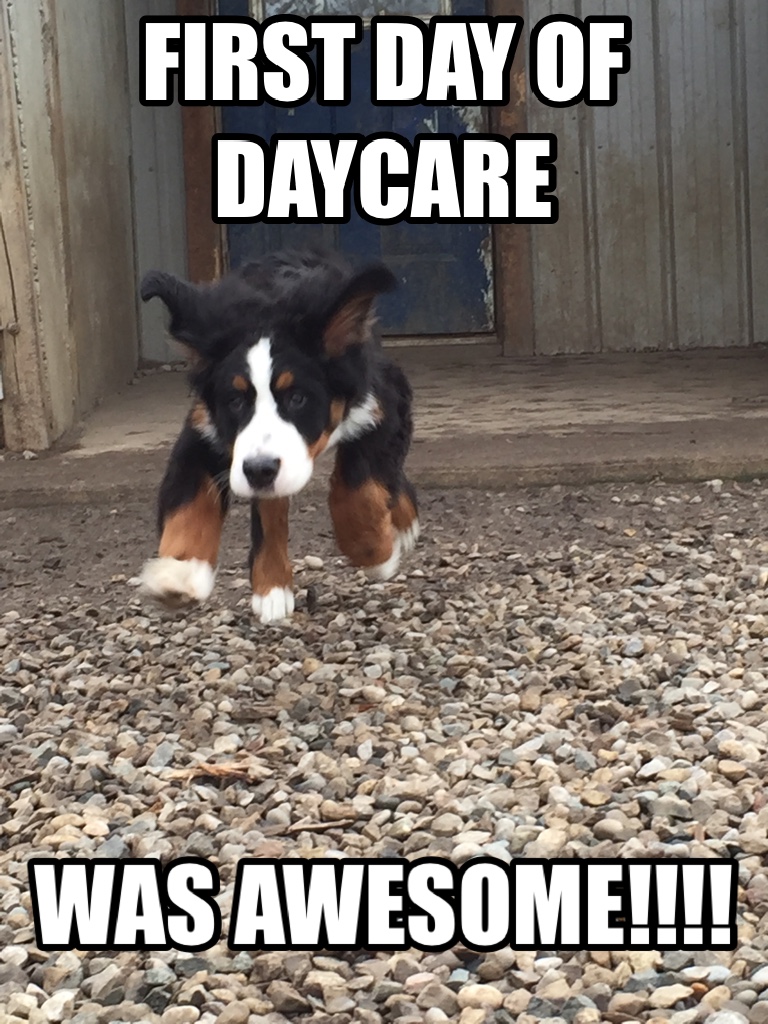 Quest Canine Services | 46393 Roberts Line, Sparta, ON N0L 2H0, Canada | Phone: (519) 615-0630