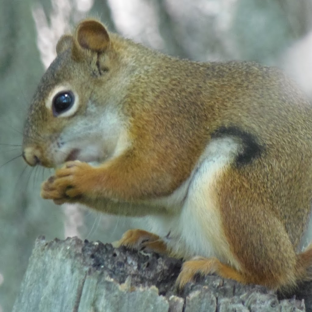 Animal Relocators | 318 Pioneer Dr, Kitchener, ON N2P 1K6, Canada | Phone: (519) 616-7993