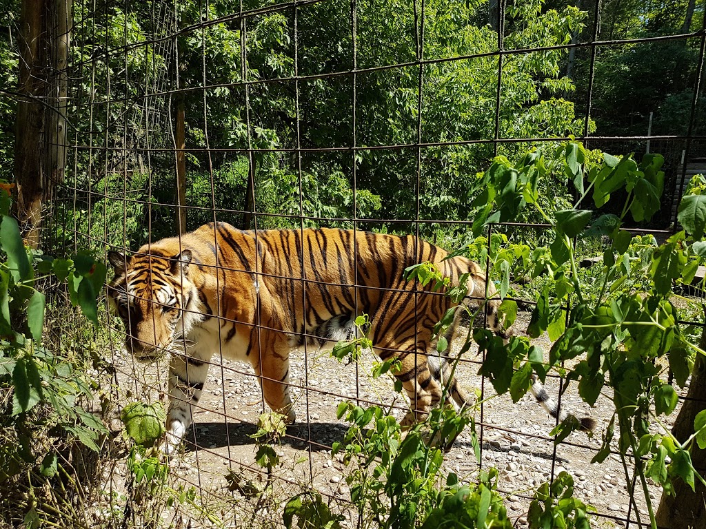 Bear Creek Exotic Wildlife Sanctuary Inc. | 8633 10th Line of Essa Township, RR 2, Barrie, ON L4M 4S4, Canada | Phone: (705) 721-4730