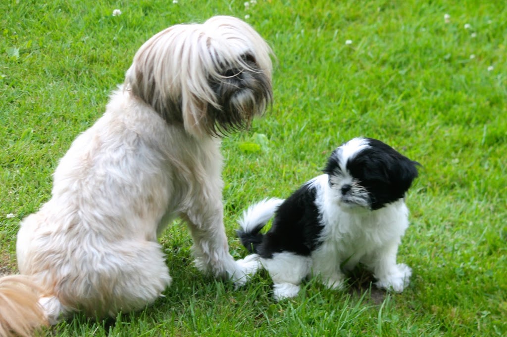 Gracious Shih tzus | 2653 Lakeshore Rd E, Hawkestone, ON L0L 1T0, Canada | Phone: (705) 326-4301