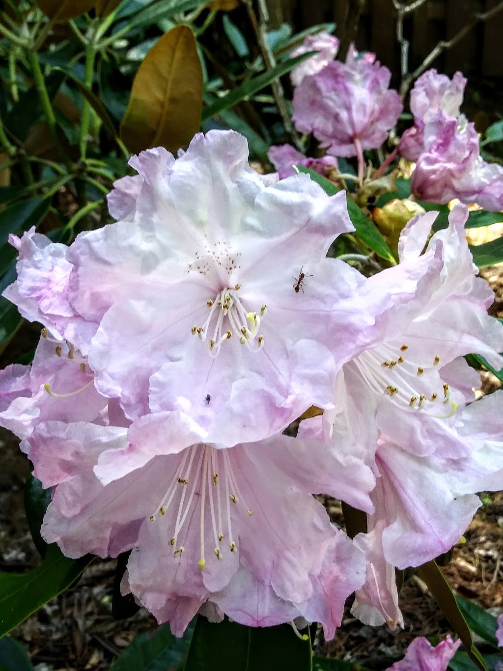 Brueckner Rhododendron Gardens | 660 Lakeshore Rd W, Mississauga, ON L5H 1H7, Canada | Phone: (905) 615-4311