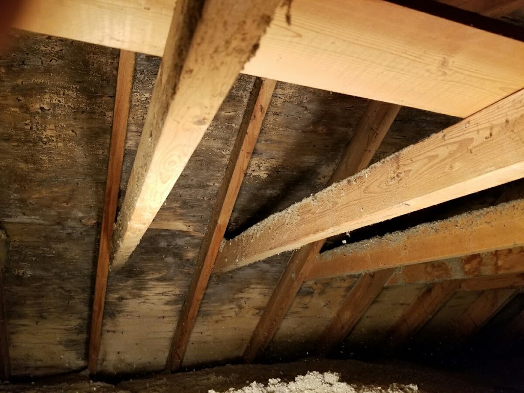 Mold Solutions Canada - Mold Removal Brampton | 6 Lehar Ct, Brampton, ON L6S 5V1, Canada | Phone: (647) 969-3660