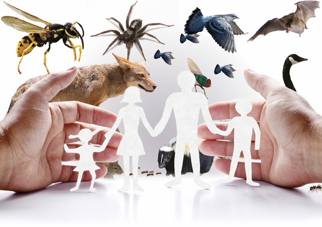 ICU Pest Control | 19 Francis St, Brantford, ON N3R 7H4, Canada | Phone: (519) 750-7378