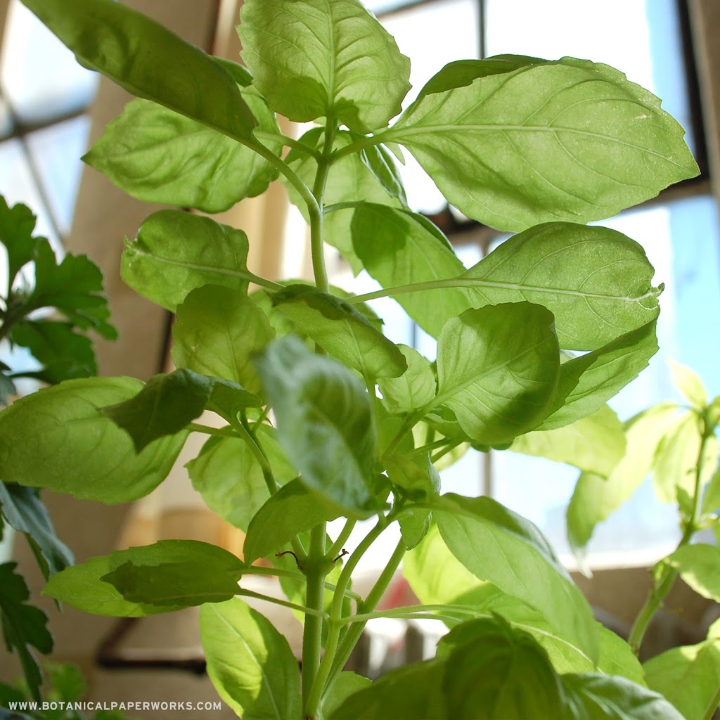Botanical PaperWorks | 111 Pacific Ave, Winnipeg, MB R3B 0M1, Canada | Phone: (877) 956-7393