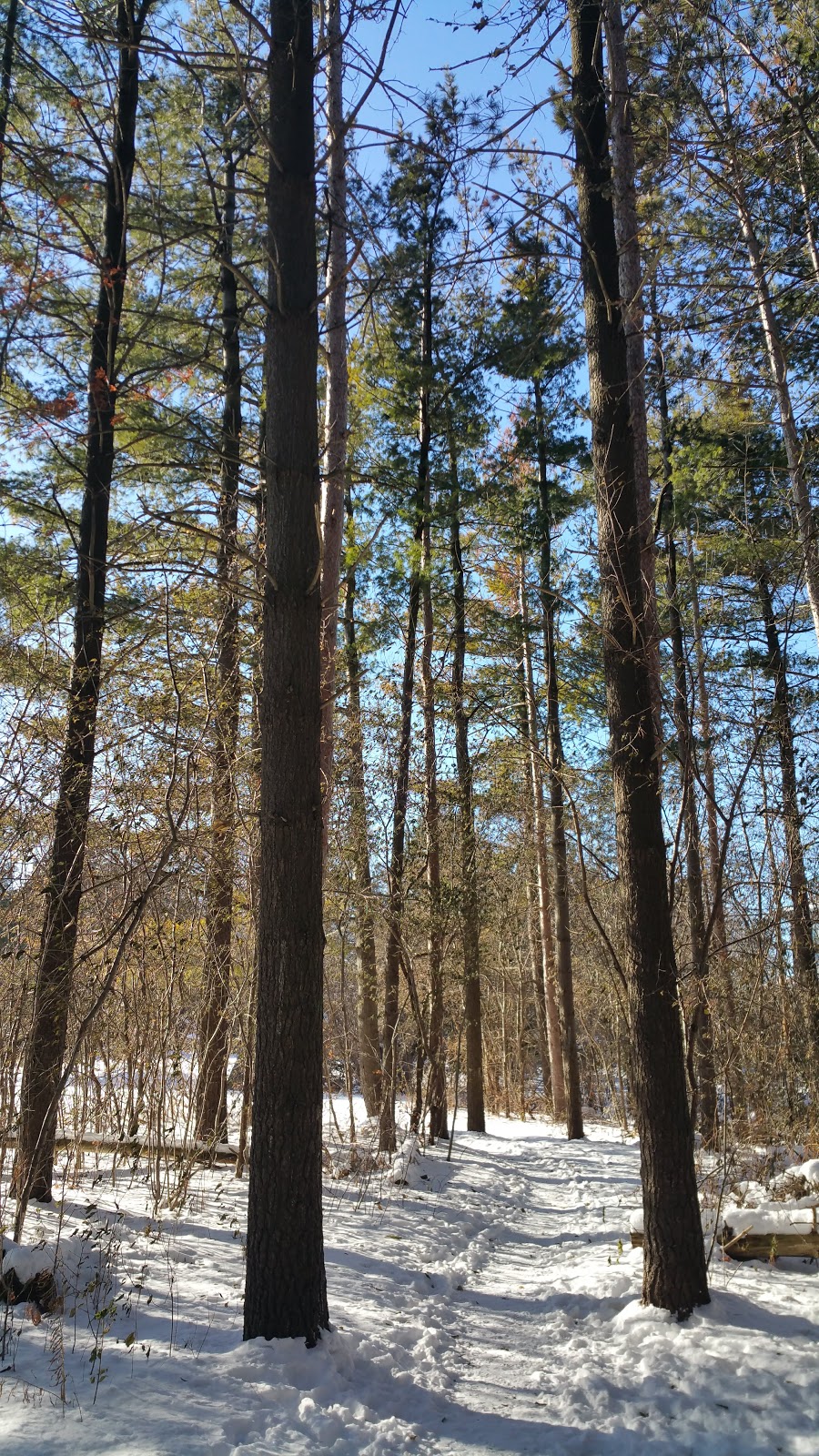 Raybeck Park | 45 Crandall Dr, Markham, ON L3P 6L4, Canada