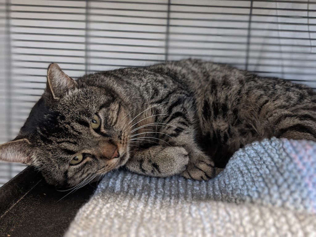 Oshawa Animal Services | 919 Farewell St, Oshawa, ON L1H 6N8, Canada | Phone: (905) 436-3311