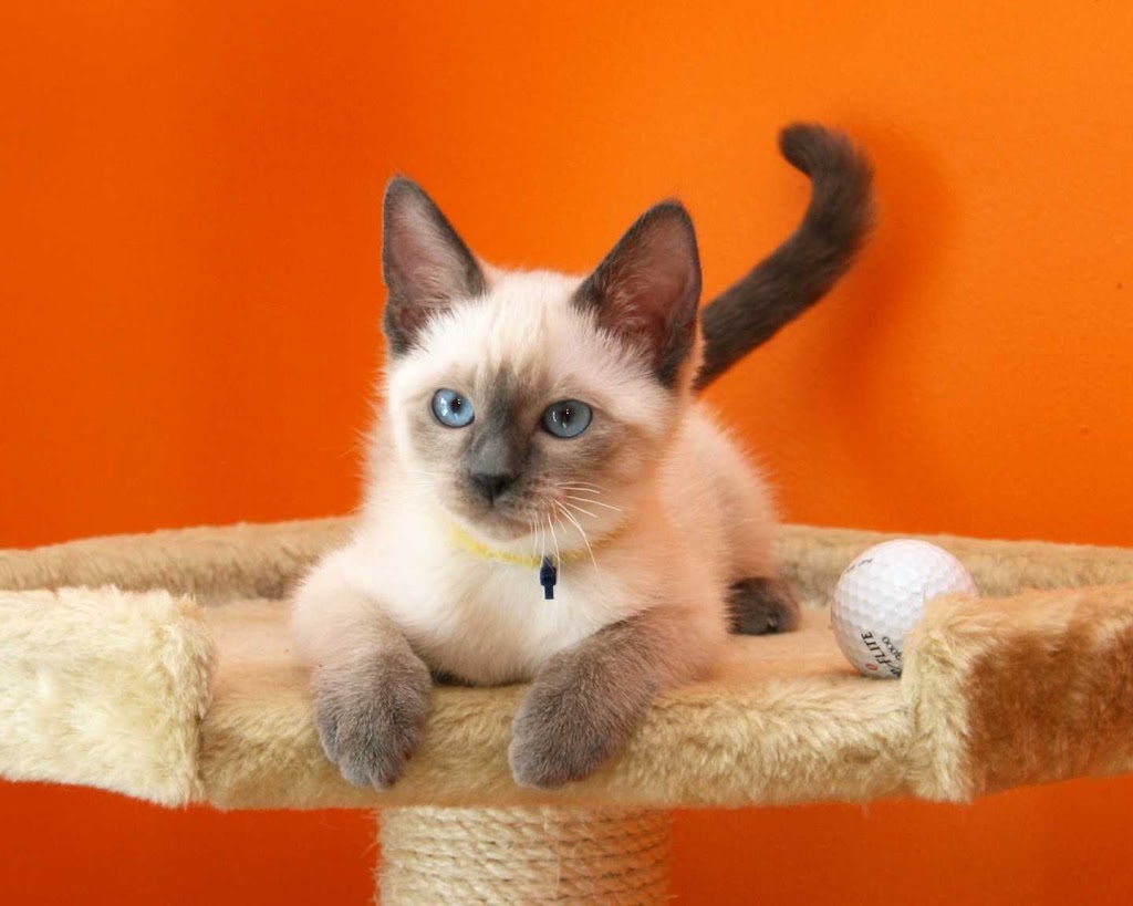 Larami Cattery | 11361 Maple Crescent, Maple Ridge, BC V2X 1R2, Canada | Phone: (604) 459-9954