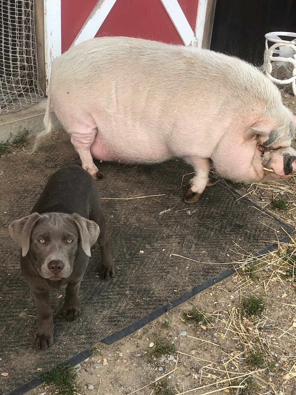 Premium Labradors of Ontario | 8259 Simcoe County Rd 56, Utopia, ON L0M 1T0, Canada | Phone: (720) 385-7301