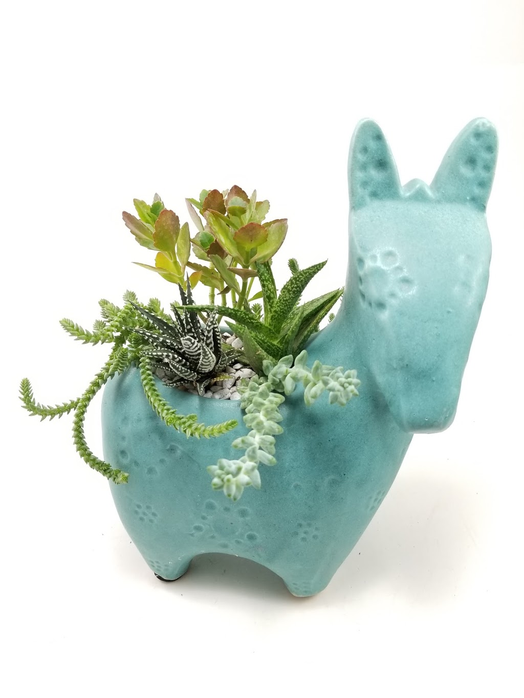 Gems Plant Design | 445 Rougeau Ave, Winnipeg, MB R2C 2Z6, Canada | Phone: (204) 227-2560